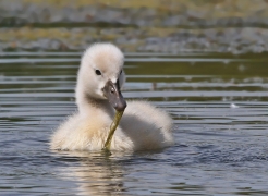<p>Labuť velká (Cygnus olor) –--- /Mute schwan – Höckerschwan/</p>